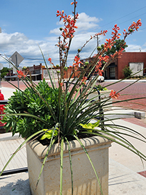 Planter