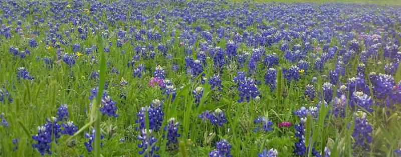 sbluebonnets1