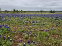 Bluebonnets