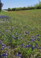 Hwy 16 wildflowers
