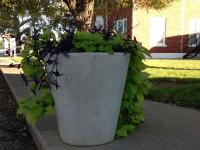 ksb_Planter_Oct_2013_w