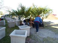 ksb_Planting_Palms_Tx_Trash_Off_April_2013_w