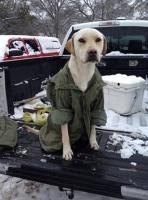 ppmsp_dog_w
